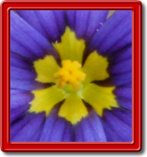 The Pictures Of Flowers Exhibit