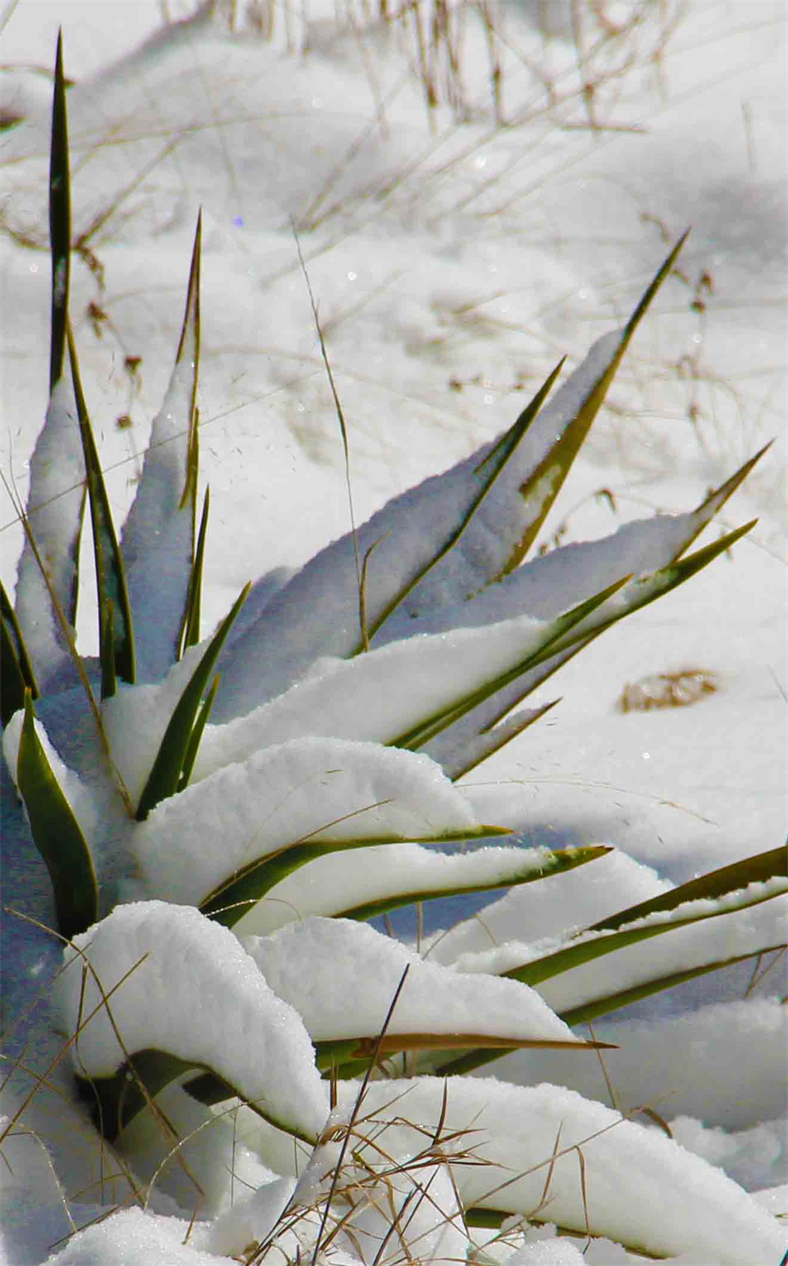 Photo Art Exhibition By Artist DAPACU
Austin Texas Galleries Online