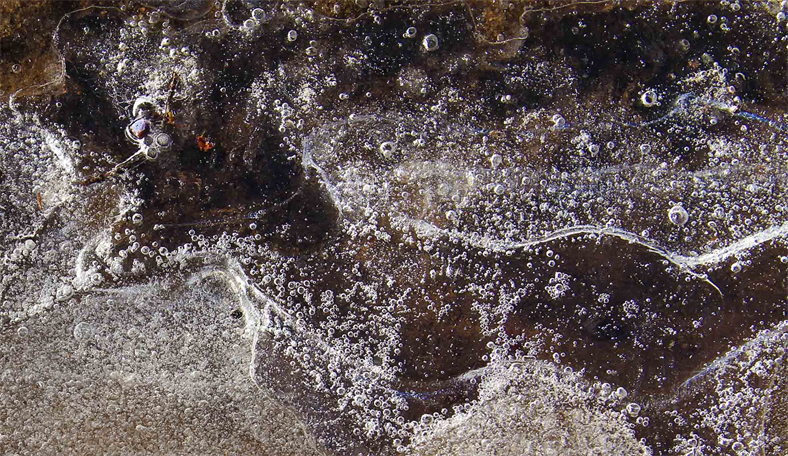 Ice Art Exhibit By Austin Texas Artist DAPACU